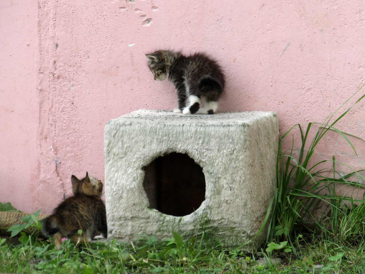 Котюрморт с дыркой