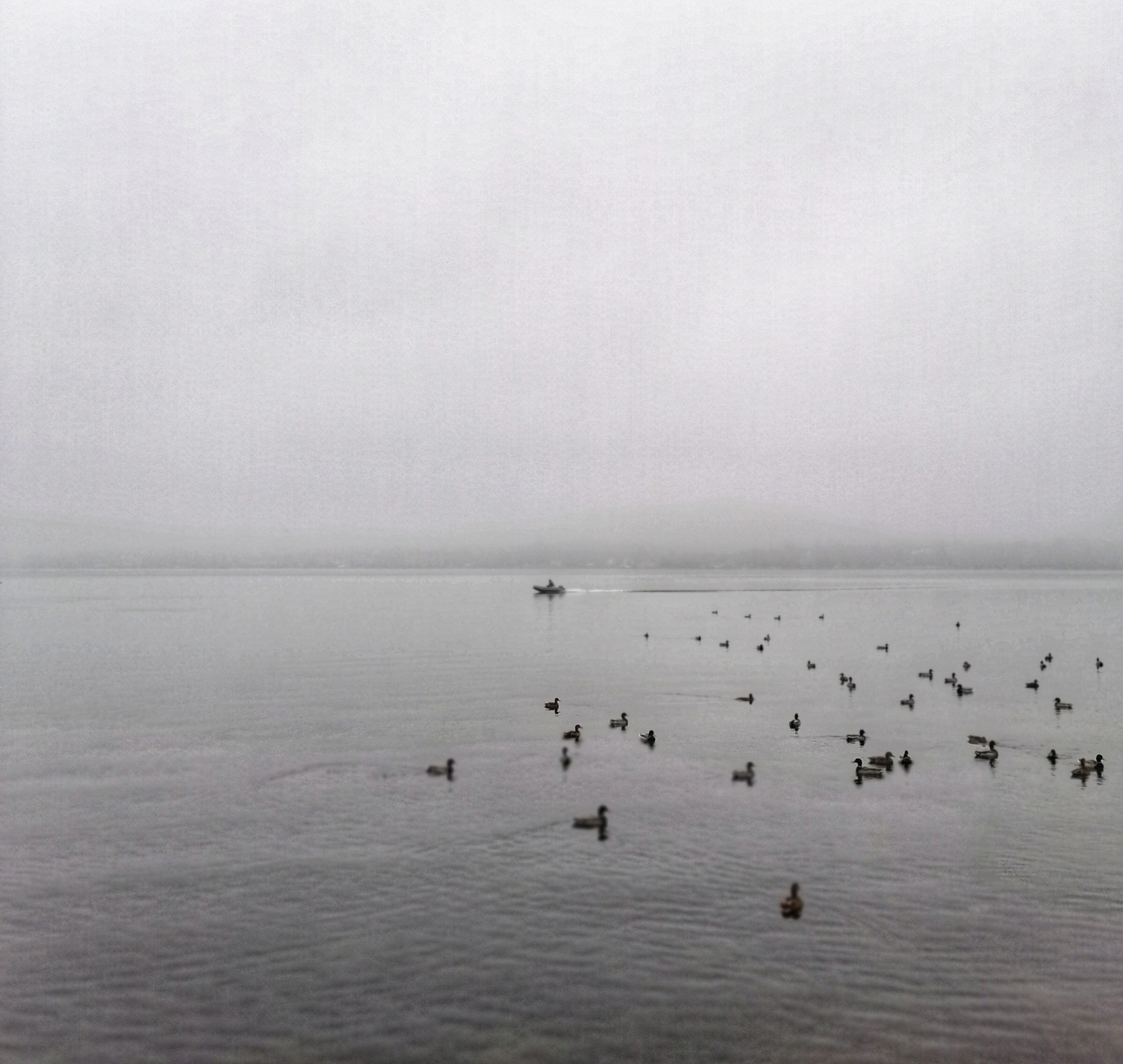 Утки поутру