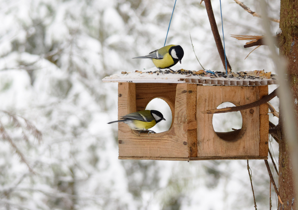 Каждой синичке по дырке
