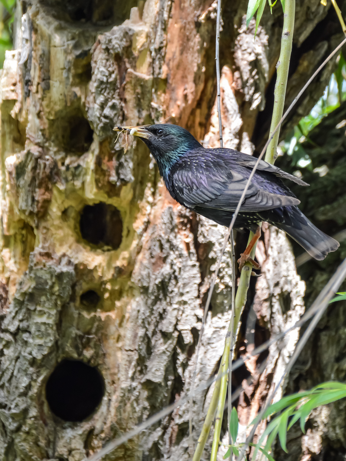 Дыры, дырки, дырочки...