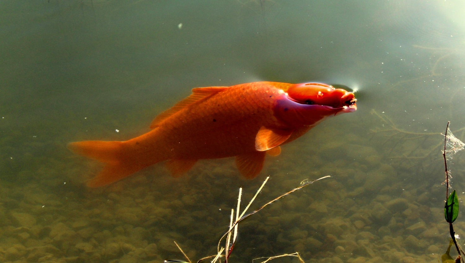 Чешуя карпа.