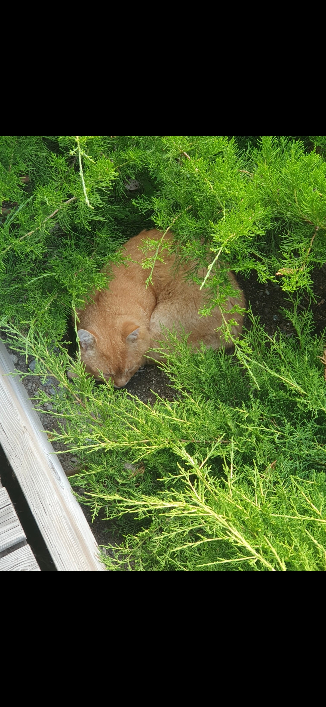 Рыжее счастье