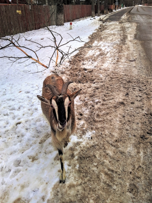 Косуля врезалась в машину