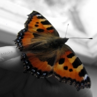 бабочка в руках_)