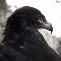 eagle on the hill