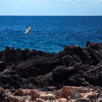 Камни, море и одинокая чайка