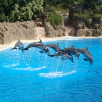 Испанские дельфинчики