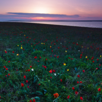 Закат на тюльпановом острове