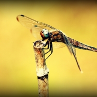 dragonfly