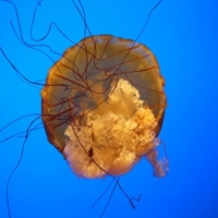 Полет медузы