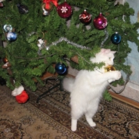 Кошка Барся.Фото сделано Оксаной Высоцкой!