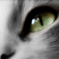 Cateye...