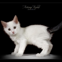 Белый котенок с серым хвостом