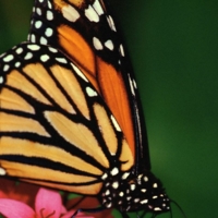 Самая красивая бабочка