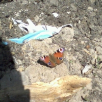 Первая бабочка весны=)