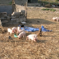 Непальские свинки