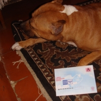 Собака съела почтальона