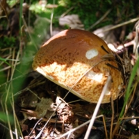 Селигерский гриб