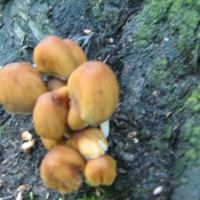 грибы на дереве - тоже грибы!