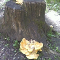 и такие грибы есть в лесу