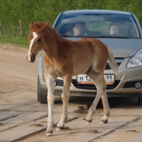 Лошадиная сила на дороге