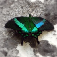 PAPILIO PALINURUS