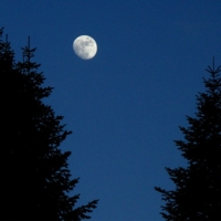 луна над лесом