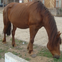 Ивдельская лошадь