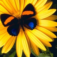 бабочка на жёлтом цветке.