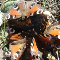 Засыпающие бабочки