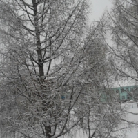 Первый снег и на деревьях...