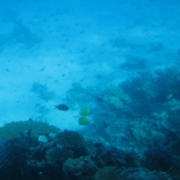 подводный мир Красного моря