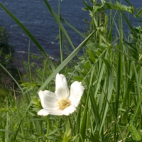 Field flowers