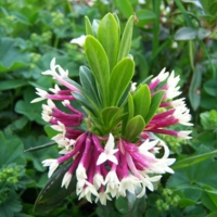 сванетски цветок