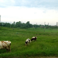 Во поле коровки гуляли