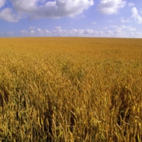 Поле кубанской пшеницы.