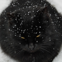 Кот дремает,снежинки собирает