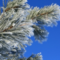 Морозное утро