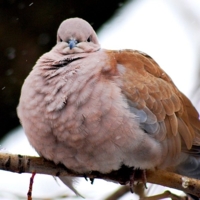 Генеральский вид