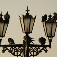 фонарь и голуби