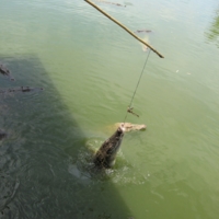 Рыбалка на Крокодила