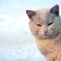 Скамейка Мегафон, блины, кот.