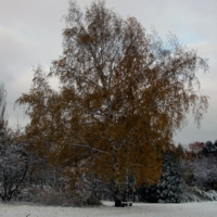 Во поле кудрявая стояла.