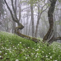 Весна в Крыму