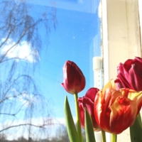 Весна. Солнце. Цветы.