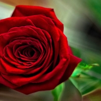 Роза...Красная