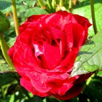 Роза в моем саду ( 2 )