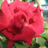 Крымская роза