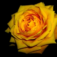 Жёлтая роза - символ...