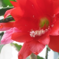 Цветение прекрасного цветка кактуса